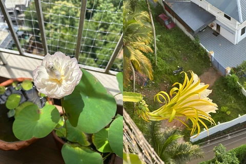 Quelles sont vos plantes préférées à cultiver dans le jardin ?