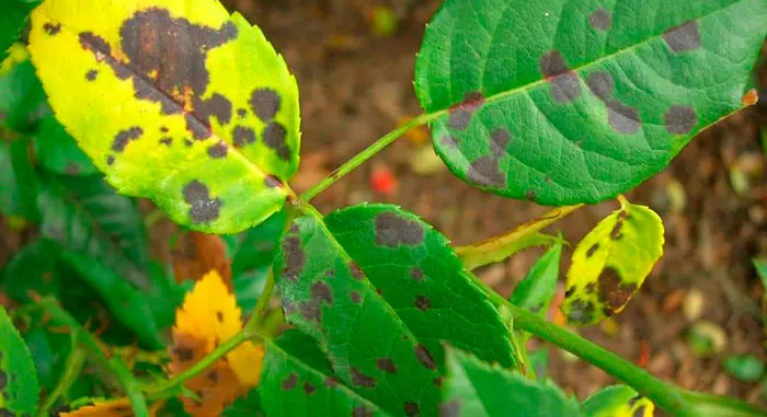 Maladies du rosier sur les feuilles