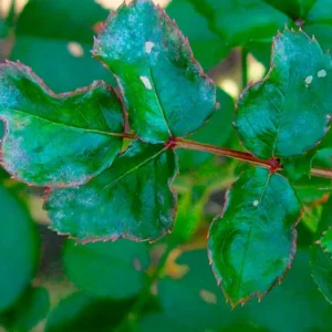 Maladies du rosier