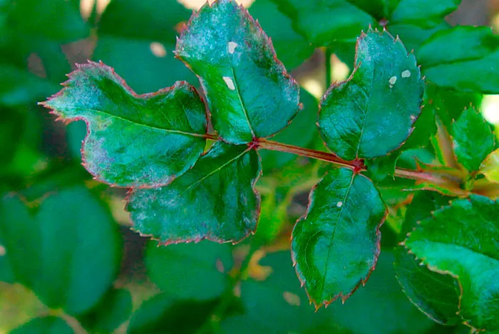 Floresyplantas.net