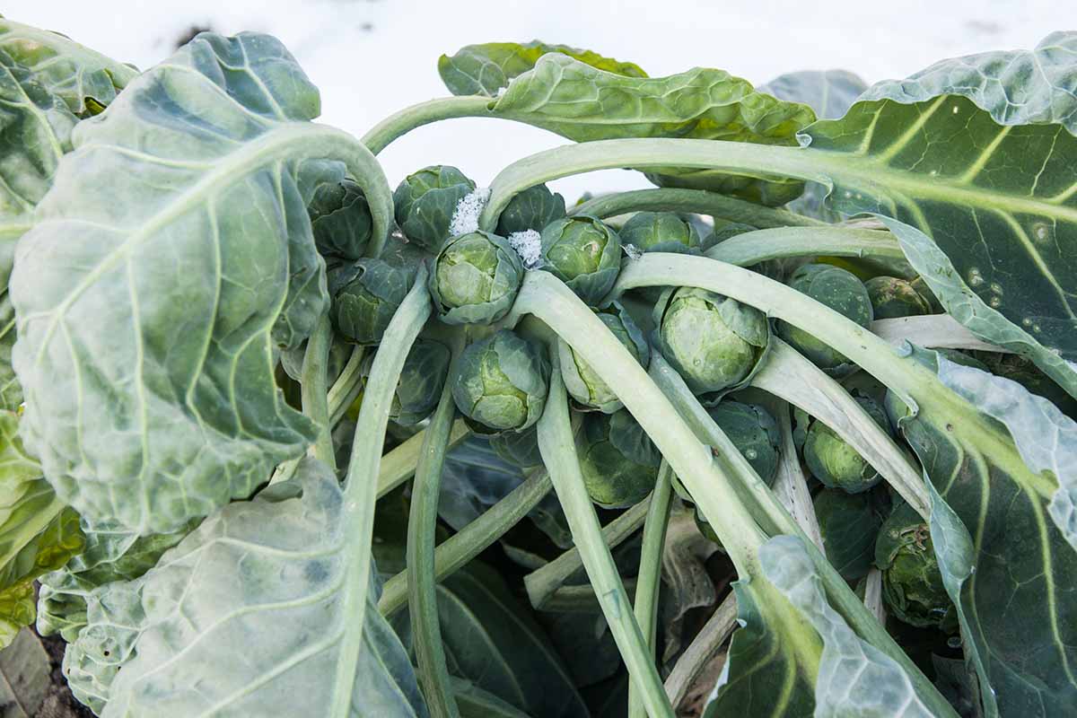 Une image horizontale en gros plan d'une tige de Brassica oleracea var. gemmifera dans un paysage enneigé.