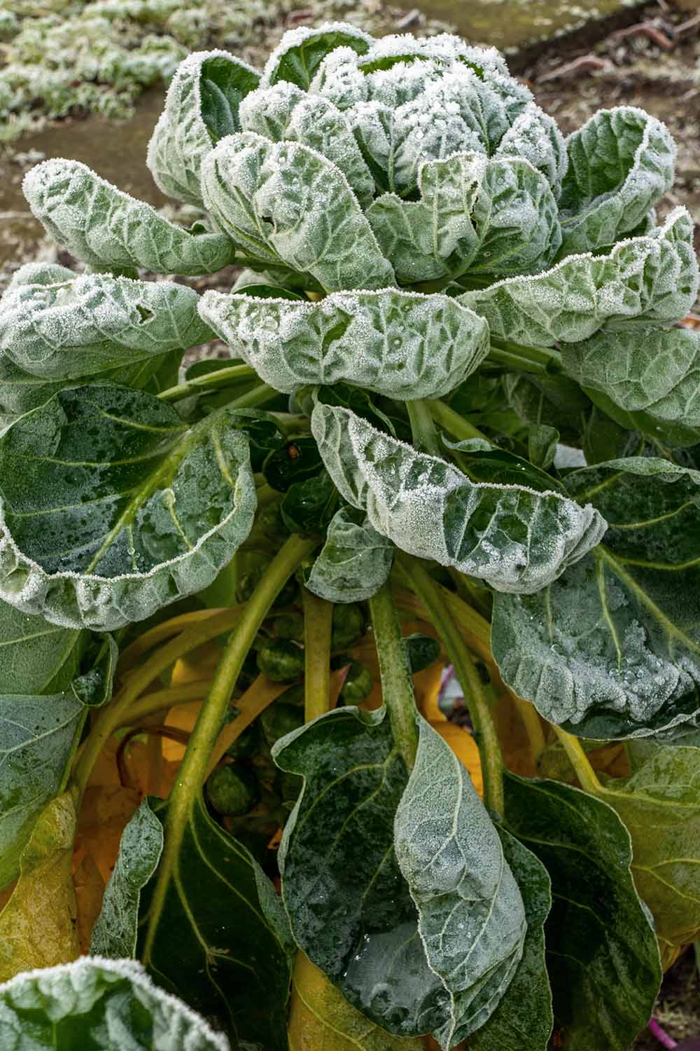 Une image verticale en gros plan d'un Brassica oleracea var. gemmifera poussant dans le jardin d'hiver recouvert d'une légère couche de givre, photographiée sur un fond flou.