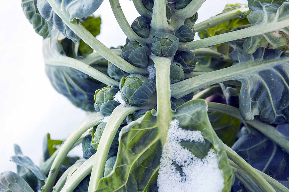 Une image horizontale en gros plan de Brassica oleracea var. gemmifera presque prête à être récoltée recouverte d'une légère couche de neige.