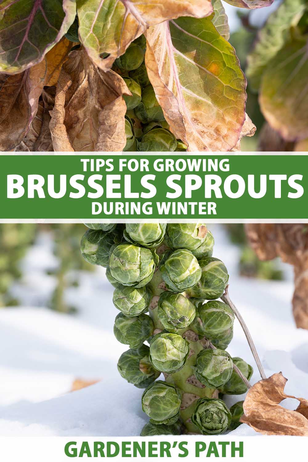 Une image verticale en gros plan d'une tige de choux de Bruxelles prête à être récoltée poussant dans la neige. Au centre et en bas du cadre se trouve un texte imprimé en vert et blanc.