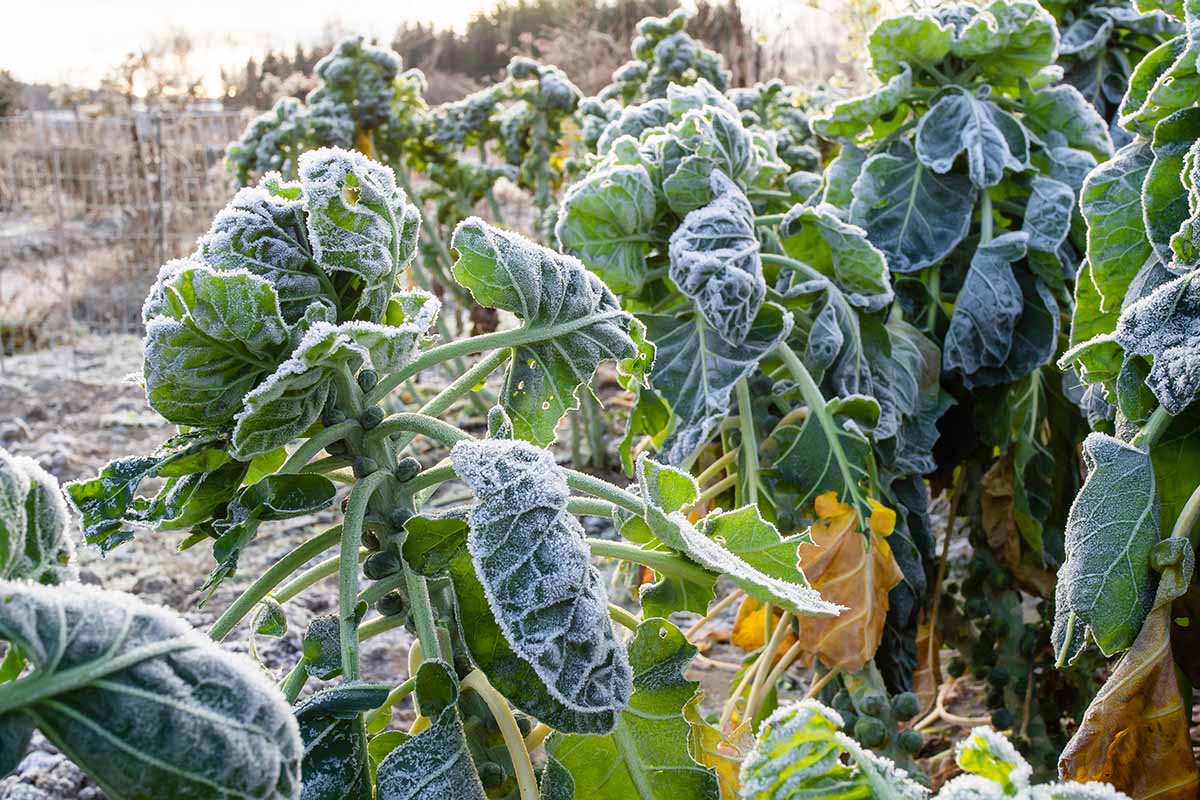 Une image horizontale en gros plan de rangées de Brassica oleracea var. gemmifera poussant dans le jardin d'hiver recouvert d'une légère couche de givre, représentée sous un soleil léger sur un fond flou.