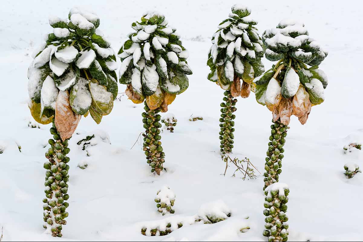 Une image horizontale en gros plan de Brassica oleracea var. gemmifera dans la neige photographiée sur un paysage hivernal enneigé.