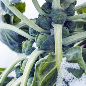 Conseils pour cultiver des choux de Bruxelles en hiver