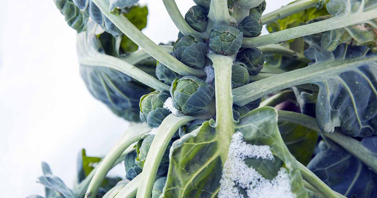 Conseils pour cultiver des choux de Bruxelles en hiver
