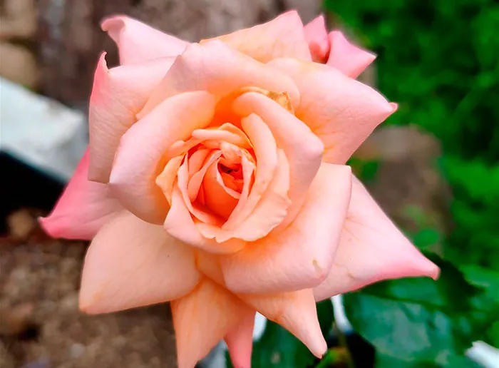 Nouvelle variété de rose Aphrodite