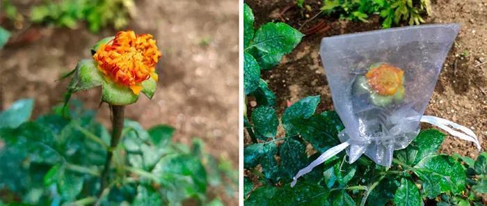 Phases d'hybridation des roses