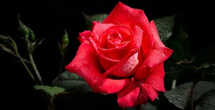 Nouvelle variété de rose rouge