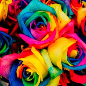 Comment créer une nouvelle variété de rose