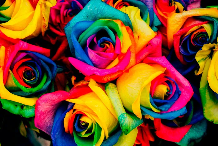 Floresyplantas.net