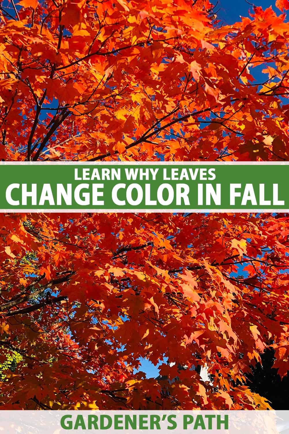 Une image verticale en gros plan du feuillage d'automne rouge sur un arbre représenté sous un soleil éclatant, représenté sur un fond de ciel bleu. Au centre et en bas du cadre se trouve un texte imprimé en vert et blanc.