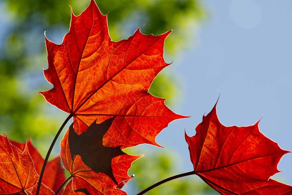 Une image horizontale en gros plan de la couleur rouge d'automne d'un érable représenté sur un fond flou.