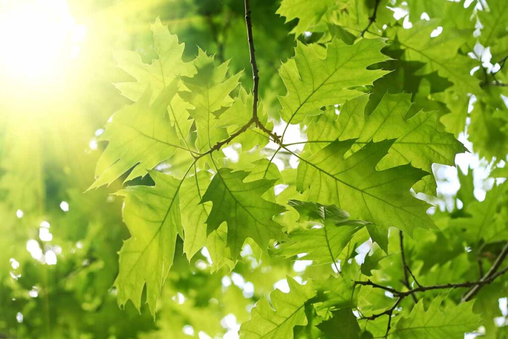 Une image horizontale en gros plan de la croissance printanière verte sur un érable représenté dans un soleil filtré par la lumière.