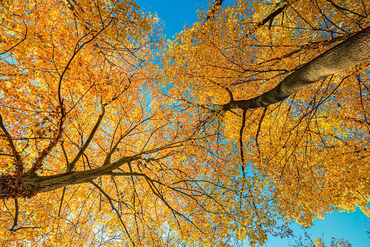 Une image horizontale de la vue sur la canopée des arbres au feuillage d'automne jaune, représentée sur un fond de ciel bleu.