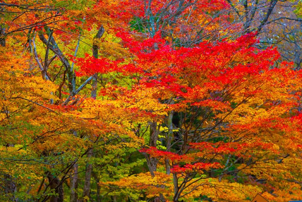 Une image horizontale des couleurs automnales orange et rouge des arbres à feuilles caduques.