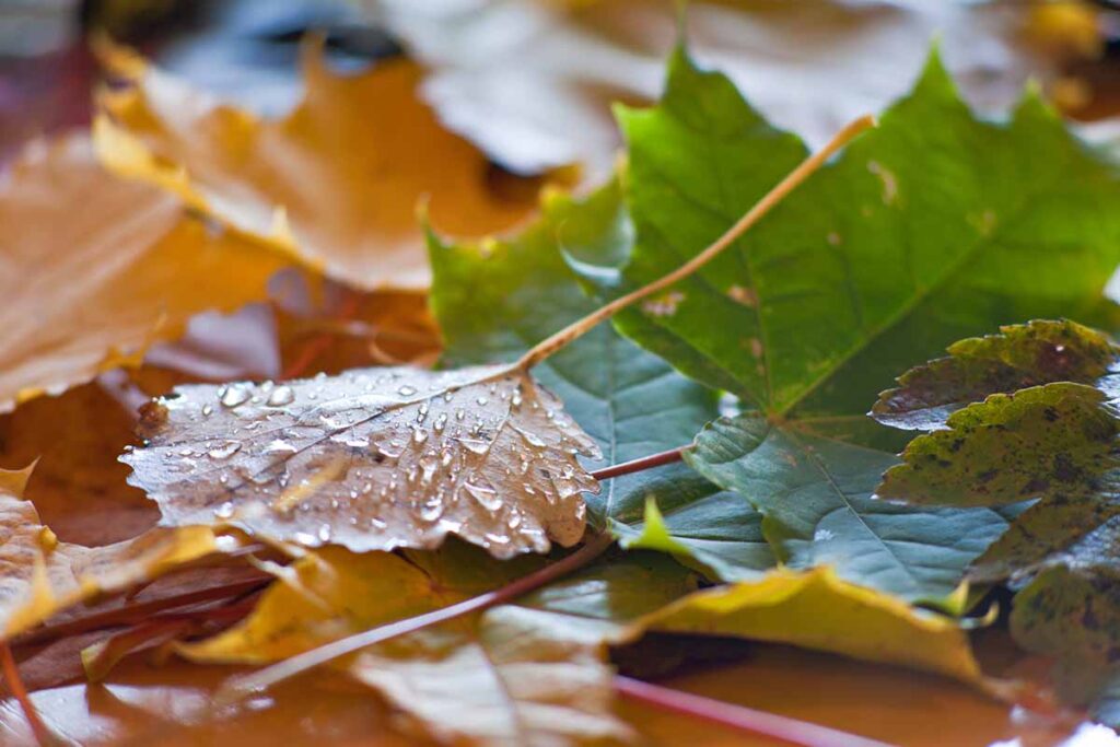 Une image horizontale en gros plan de feuilles d'automne tombées au sol recouvertes de gouttelettes d'eau.