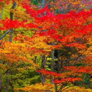Pourquoi les feuilles changent de couleur à l'automne