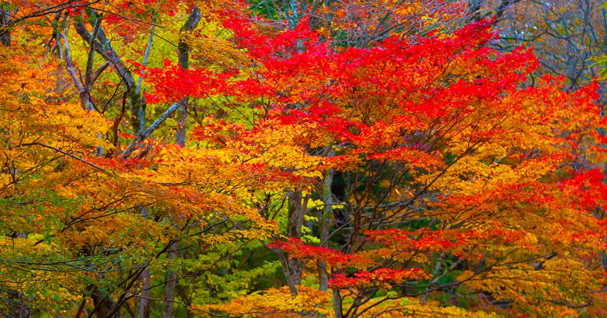 Pourquoi les feuilles changent de couleur à l'automne