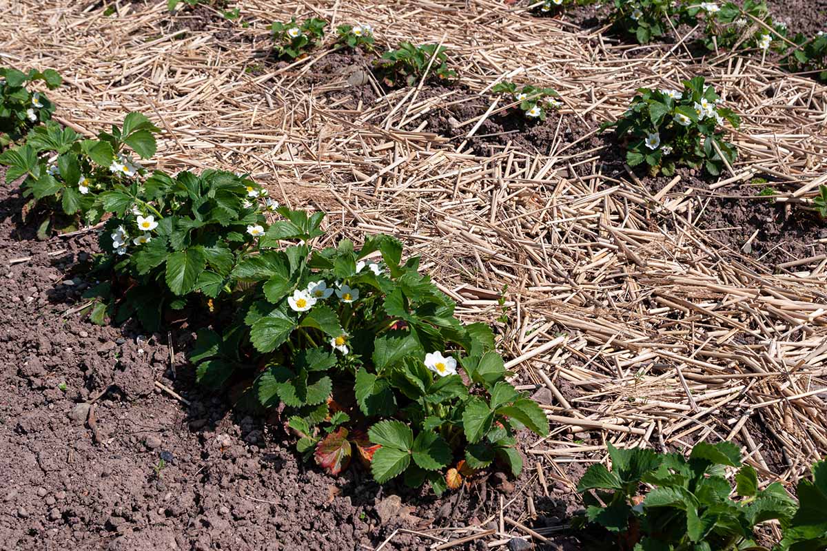 Une image horizontale en gros plan de fraisiers poussant dans le jardin en rangées soignées avec une couche de paillis de paille autour et entre eux.