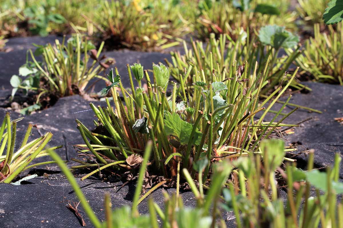 Une image horizontale en gros plan de plantes qui ont été taillées avec une tondeuse à temps pour l'hiver, entourées d'un tissu d'aménagement paysager noir.