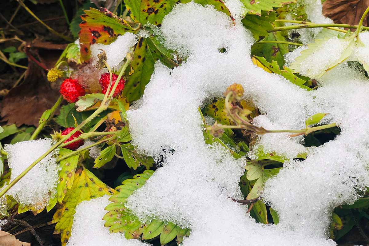 Une image horizontale en gros plan d'un fraisier poussant dans le jardin sous une fine couche de neige.