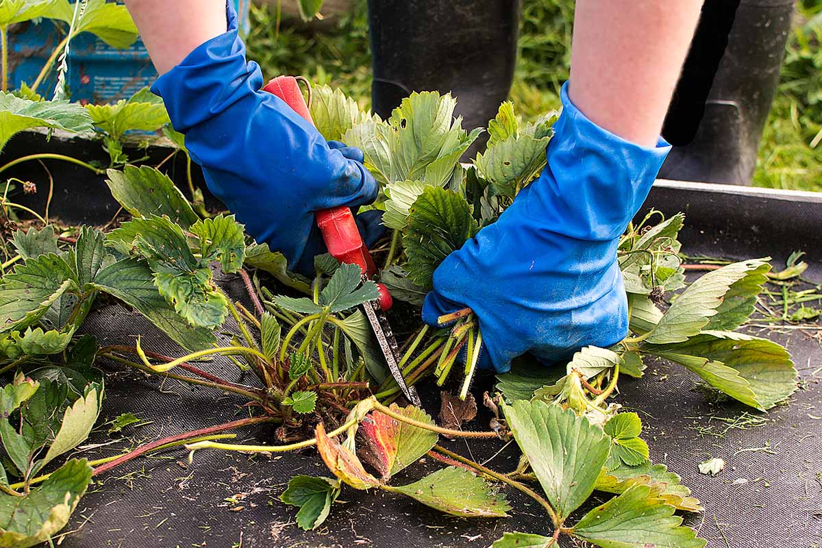 Une image horizontale en gros plan de deux mains gantées tenant une paire de sécateurs coupant des feuilles et des tiges d'une plante dans un jardin surélevé auparavant.