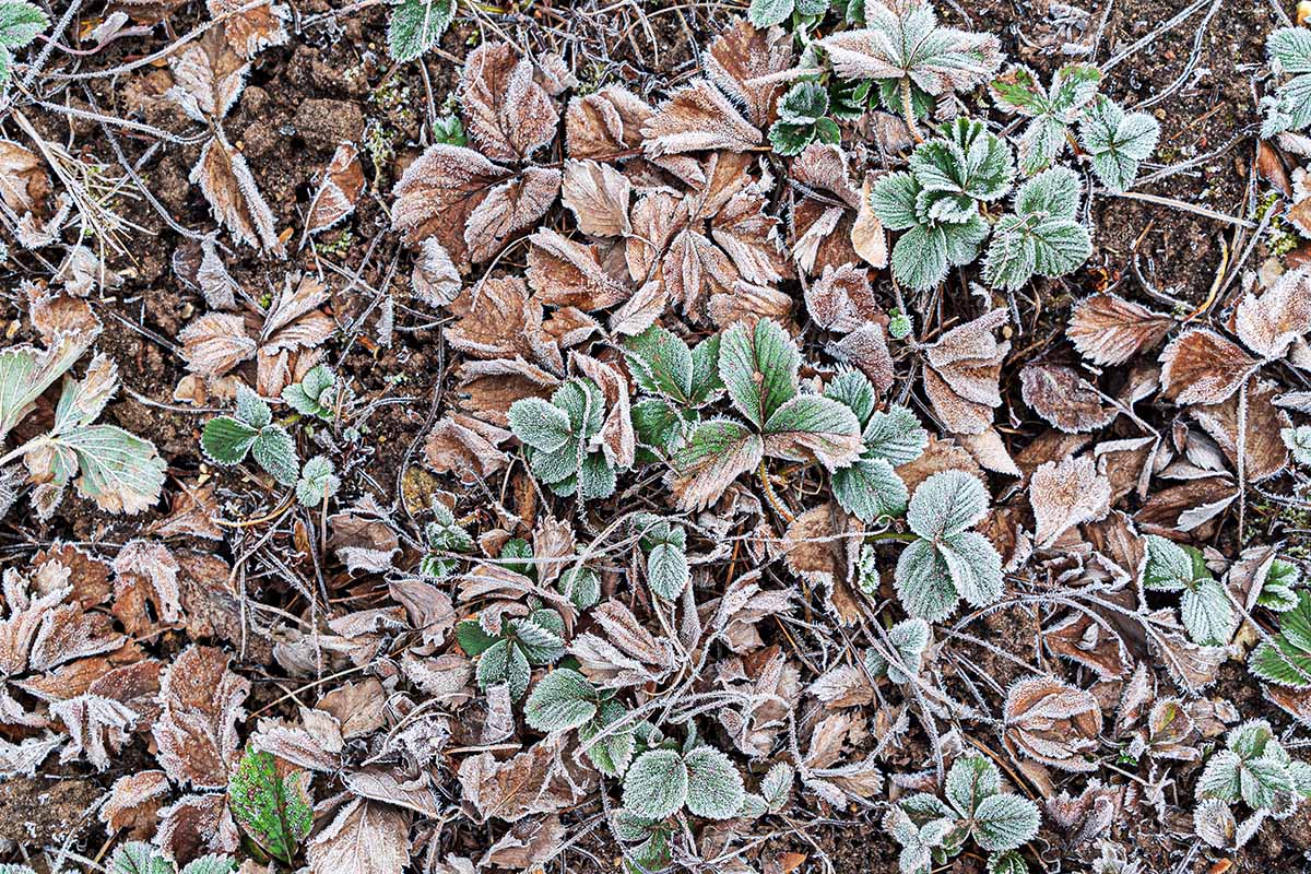 Une photo rapprochée de haut en bas de plantes poussant dans le jardin recouvertes d'une couche de givre léger, représentées dans une lumière douce.