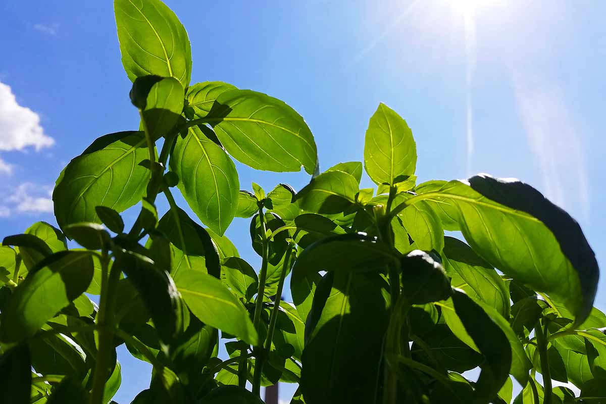 Une image horizontale en gros plan de basilic poussant dans le jardin au soleil sur un fond de ciel bleu.