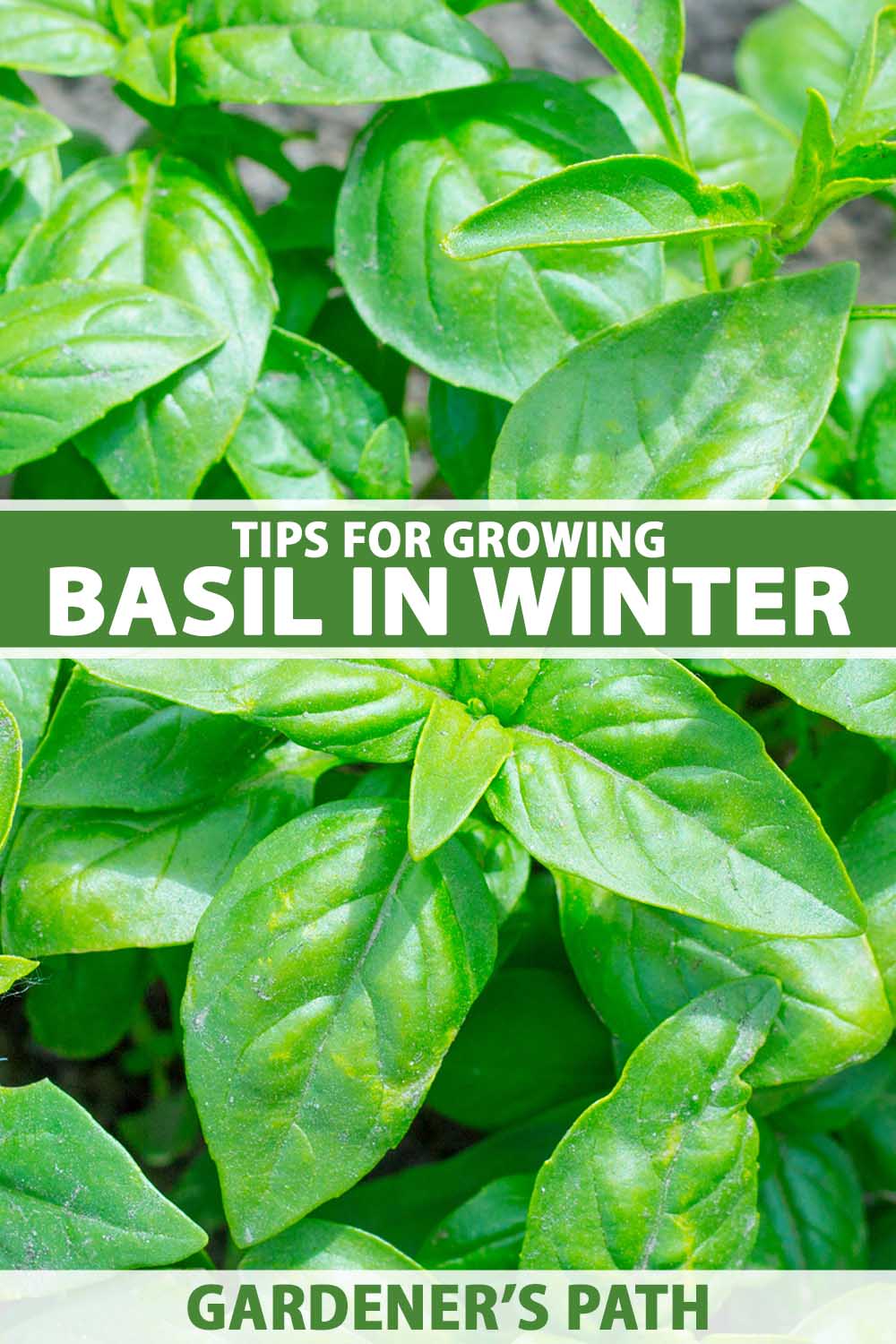 Une image verticale en gros plan d'herbes de basilic poussant dans le jardin. Au centre et en bas du cadre se trouve un texte imprimé en vert et blanc.