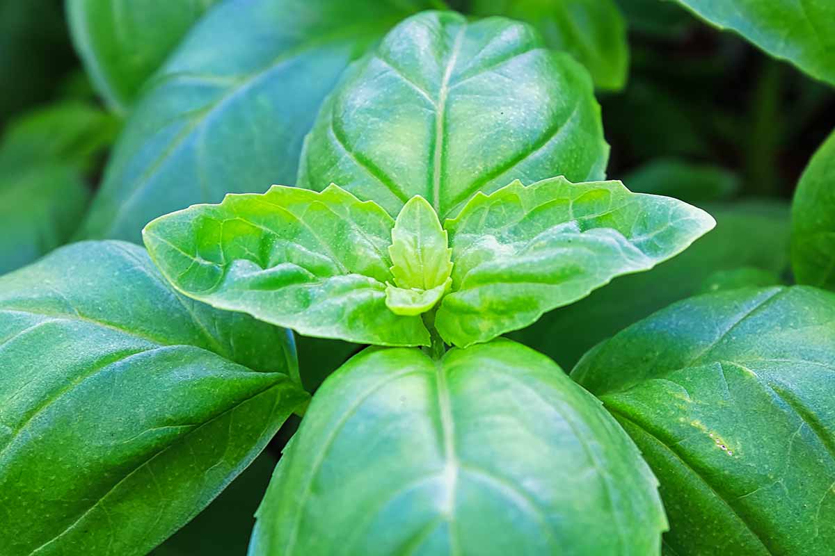 Une image horizontale en gros plan d'une plante de basilic poussant dans le jardin à l'automne, prête à être transplantée pour les mois d'hiver.