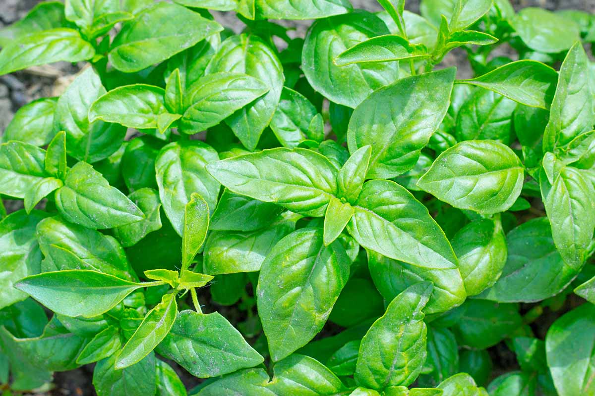 Une image horizontale de haut en bas d'une grande plante de basilic poussant dans le jardin.