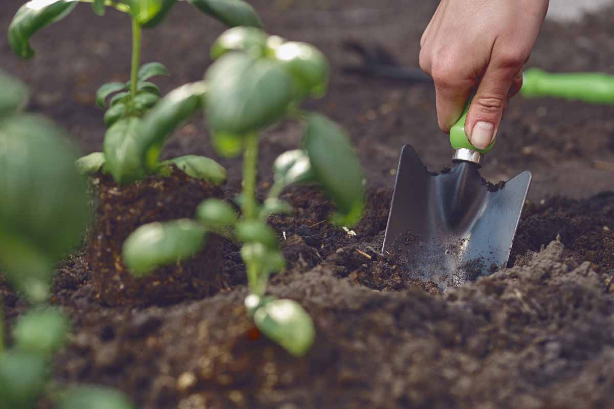 Image horizontale en gros plan d'une main à droite du cadre déterrant des herbes pour les mettre en pot pour l'hiver.