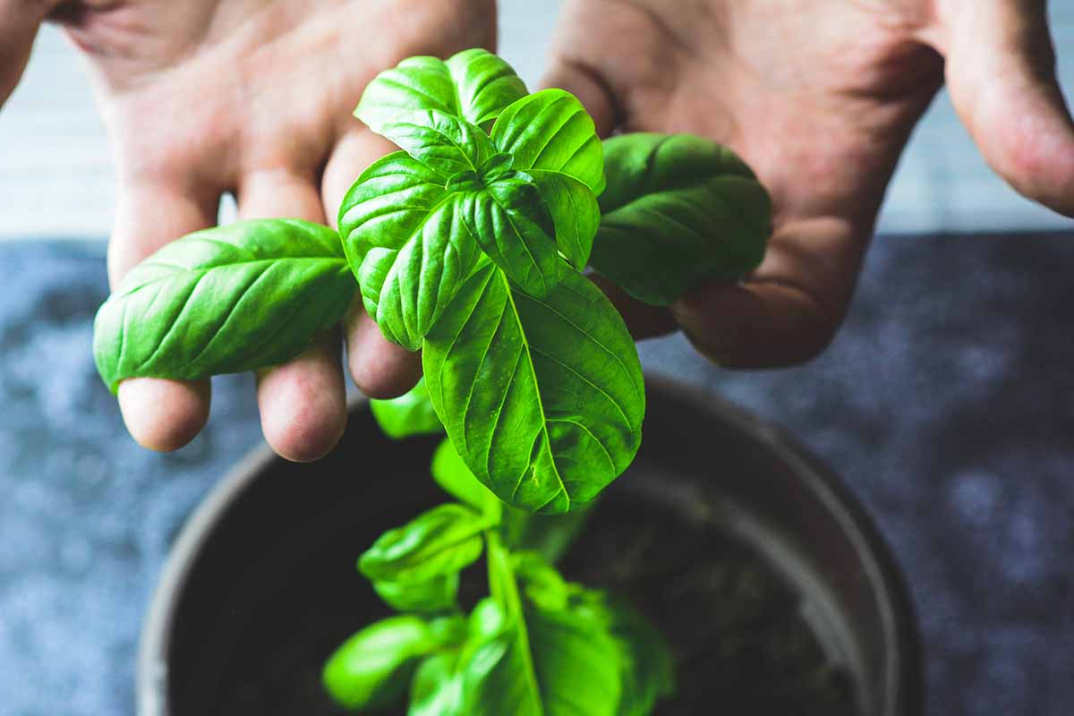 Une image horizontale en gros plan de deux mains depuis le haut du cadre examinant les feuilles d'une plante de basilic en pot.