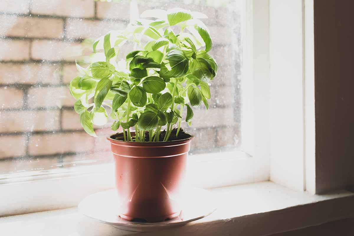 Une image horizontale en gros plan d'une petite herbe en pot poussant sur un rebord de fenêtre.