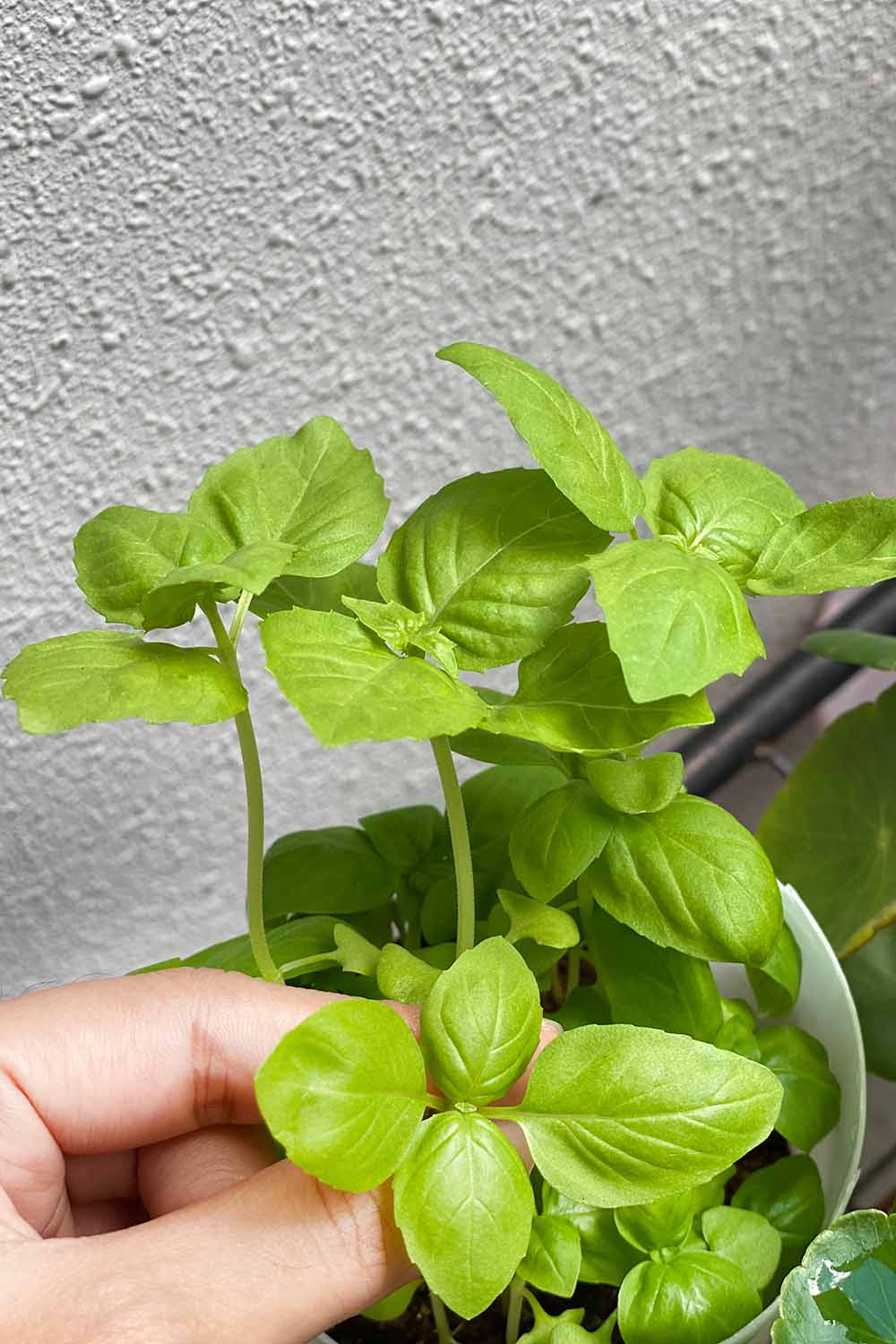 Image verticale en gros plan d'une main du bas du cadre cueillant des feuilles de basilic dans une plante en pot.
