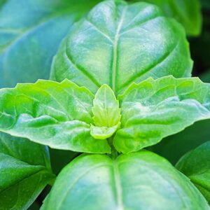 Conseils pour cultiver du basilic en automne et en hiver
