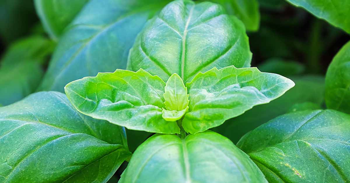 Conseils pour cultiver du basilic en automne et en hiver