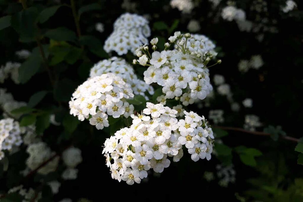 Une image horizontale en gros plan des fleurs blanches de spirée représentées sur un fond flou.
