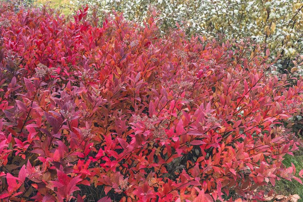 Une image horizontale en gros plan du feuillage d'automne rouge vif de Spiraea japonica qui pousse dans le jardin.