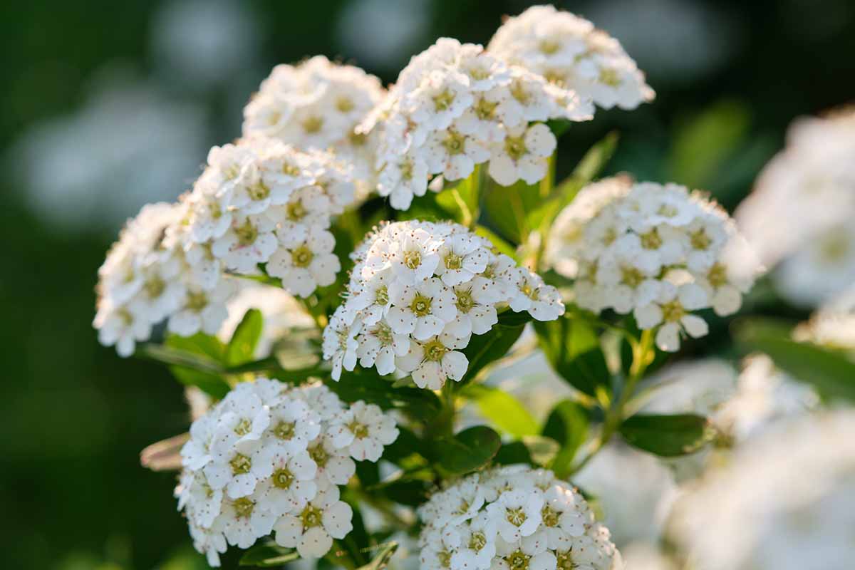 Une image horizontale en gros plan de fleurs de spirée blanche poussant dans le jardin, représentée sur un fond flou.