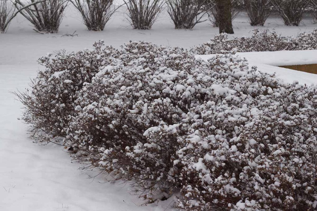Une image horizontale d’une couverture de spirée recouverte de neige en hiver.