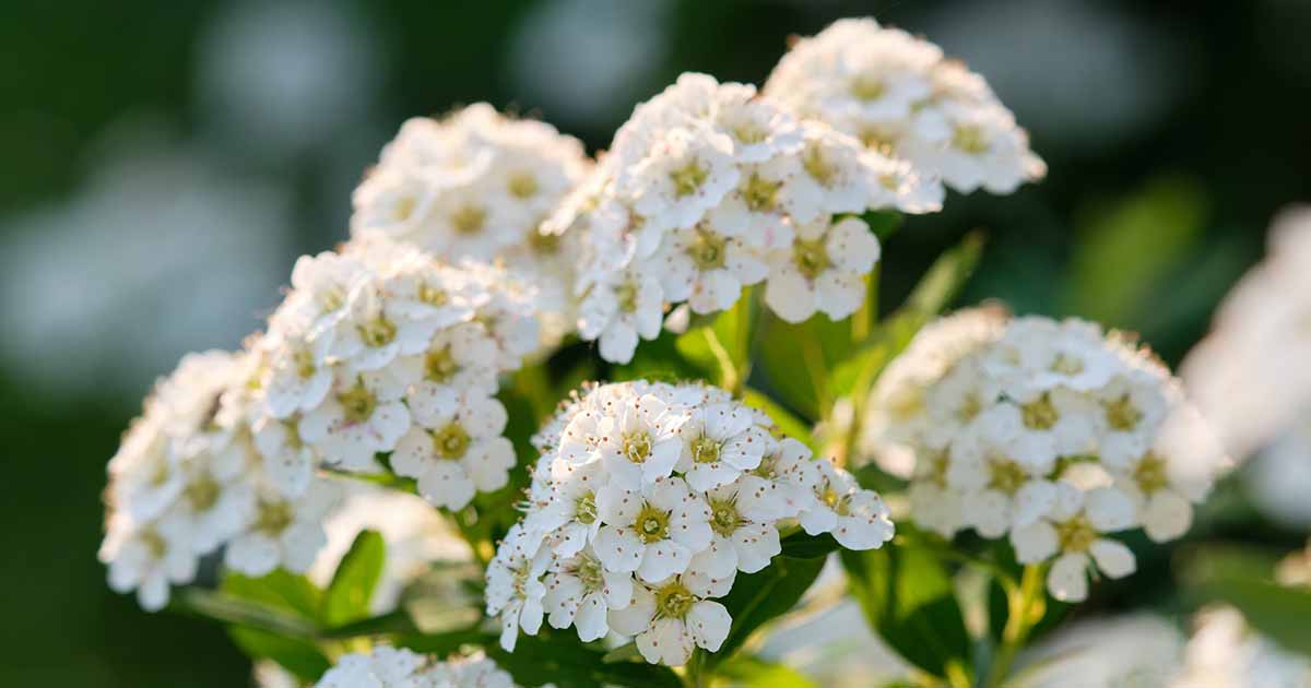 Comment prendre soin des arbustes de spirée en hiver