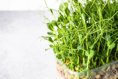 Guide étape par étape pour cultiver des micropousses de pois