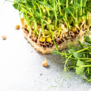 Comment faire pousser des micropousses de pois à la maison