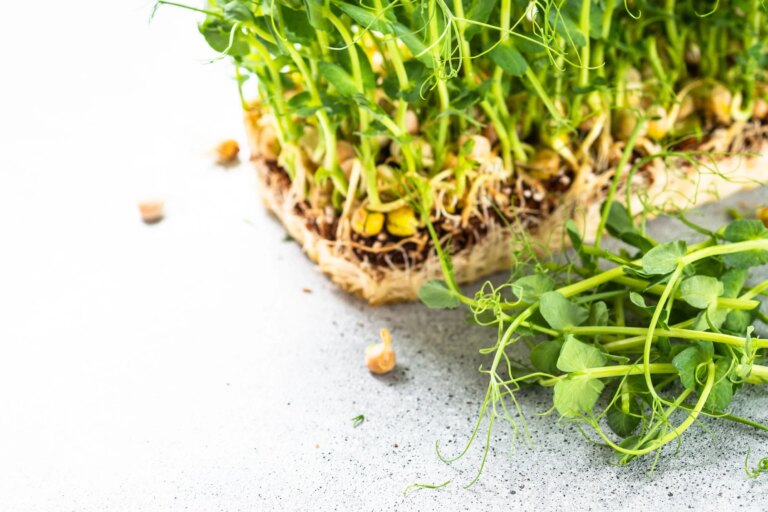 Comment faire pousser des micropousses de pois à la maison