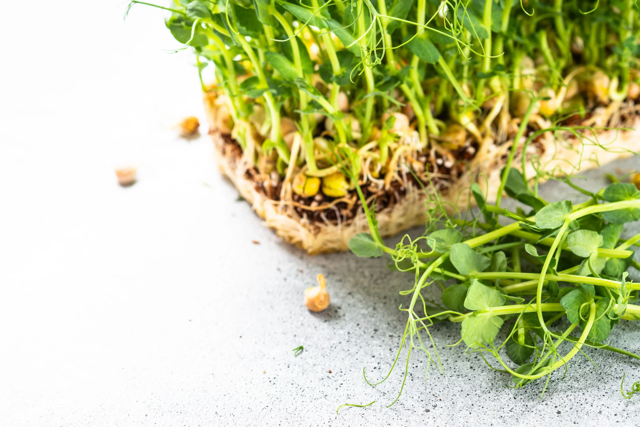 Comment faire pousser des micropousses de pois à la maison