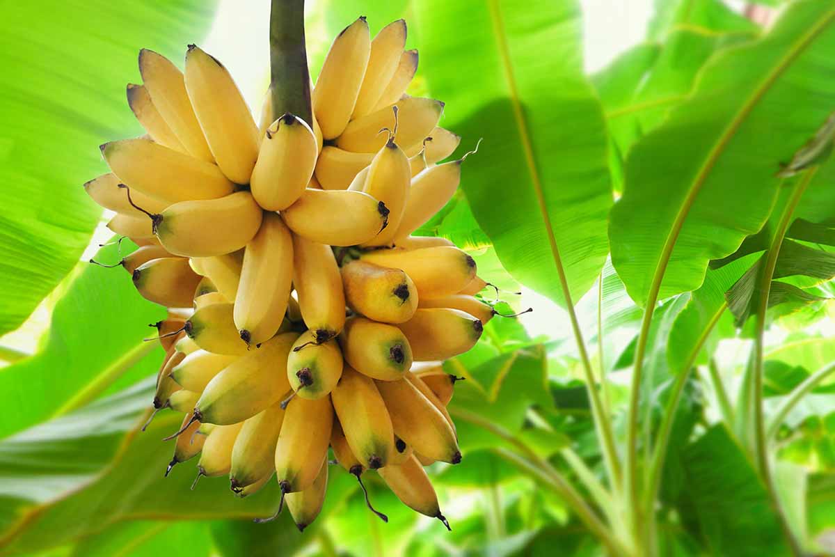 Une image horizontale en gros plan d'un gros bouquet de bananes mûres poussant dans le jardin avec un feuillage flou en arrière-plan.